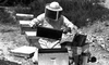 Honey industry – הספרייה הלאומית