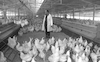 מפעל עופות ענק בשער הנגב מייצר כמות גדולה של ביצים ובשר עוף לשוק המקומי וגם לייצוא – הספרייה הלאומית