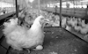 מפעל עופות ענק בשער הנגב מייצר כמות גדולה של ביצים ובשר עוף לשוק המקומי וגם לייצוא – הספרייה הלאומית