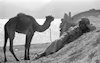 Bedouin child with a camel – הספרייה הלאומית