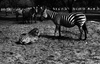 A zebra mother taking care of its offspring in the Ramat Gan Safary – הספרייה הלאומית
