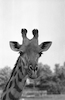 A giraffe at Ramat Gan's Safari Park.