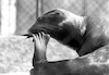 A young seal at the Tel Aviv Zoo make a pose for the camera – הספרייה הלאומית