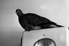 A pigeon resting – הספרייה הלאומית