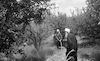 Druze farmers fumigating the olive trees at Tabcha – הספרייה הלאומית