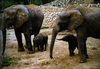 גורי פילים נולדים.