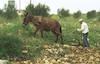 A local Arab villager plows with his horse his small piece of land.