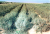 The experimental growings to keep the movable sand of the dunes in the Negev.