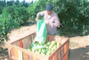 Harvesting aples in Galil Yam.