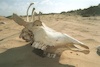 A skull of a dead animal in the Negev.