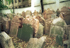 The Old Jewish cemetery in Prag, Czechoslovakia".