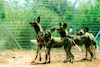 Wild wolf dogs at the Ramat Gan Safari after arriving from Frankfurt, Germany.
