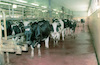 The milk industry at Kibbutz Geva.