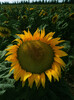 The picture shows a beuatiful sunflower.