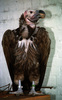 An injured vulture was caught and brought to the zoological garden for recovery – הספרייה הלאומית