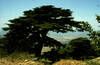 The famous Lebanese Cedar tree.
