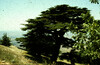 The famous Lebanese Cedar tree.