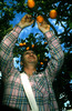 Collecting oranges by foreign volunteer.
