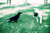 A little dog playing with a crow – הספרייה הלאומית