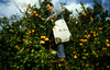 Collecting oranges by foreign volunteer.