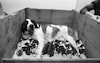 The Saint Bernard population of Israel was nearly doubled today when Alice, a 65-kilo throroughbred gave birth to a litter of 16 healthy pupies – הספרייה הלאומית