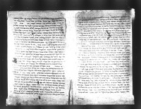 עדת דבורים.