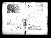 צרי הגוף (קטעים).