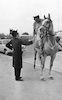נוף מזרח ירושלמי, שוטר רכוב על סוס פוגש בחברו החרדי – הספרייה הלאומית