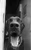 פרצוף יפהפה של כלב דני ענק – הספרייה הלאומית