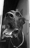פרצוף יפהפה של כלב דני ענק – הספרייה הלאומית