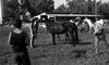 תערוכת סוסים עם תצוגה נערכה בכפר בלום – הספרייה הלאומית