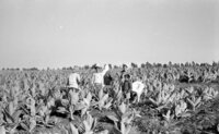 Arab peasants working in Jewish farms growing tobacco leaves in Galilee.