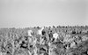 Arab peasants working in Jewish farms growing tobacco leaves in Galilee.
