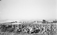Arab peasants working in Jewish farms growing tobacco leaves in Galilee.