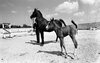 סוסה וסייח – הספרייה הלאומית