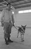 כלבים המשרתים במשטרת ישראל – הספרייה הלאומית
