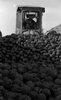 חלק מ-259 טונות של אבוקדו שנקברו ליד כרכור אחרי שעובדי מועצת שיווק האבוקדו הכריזו שהם לא ראויים למאכל אדם – הספרייה הלאומית