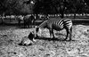 A zebra mother taking care of its offspring in the Ramat Gan Safary – הספרייה הלאומית