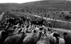 Israel gives medical help not only to South Lebanese people but also vaccinate flocks agains deseases near the Good Fence border – הספרייה הלאומית