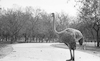 בעלי חיים בגן החיות ברמת גן – הספרייה הלאומית