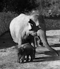 The Ramat Gan Safari welcomed the newly born resident, the elephant baby – הספרייה הלאומית