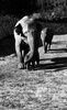 The Ramat Gan Safari welcomed the newly born resident, the elephant baby – הספרייה הלאומית