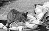 הנעדרת ג'ניפר ג'וי וייזמן, כלבים וחתולים – הספרייה הלאומית