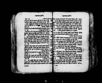 שושנת המלך.