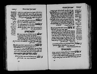 שושנת המלך.