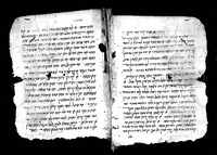 צרי הגוף (קטעים).