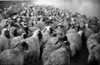 עדר הצאן של מרחביה