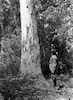 ביער חדרה, 1936, צילום: פוטו ולטר כריסטלר, תל אביב, רח' סירקין 37