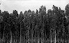 ביער חדרה, 1936, צילום: פוטו ולטר כריסטלר, תל אביב, רח' סירקין 37