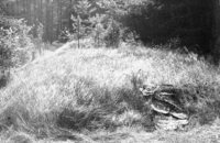 Byten'. Place of Jews execution.